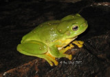 Litoria splendida