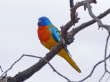 Scarlet-chested Parrot