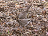 White-browed Babbler