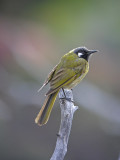 White-eared Honeyeater