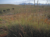 Spinifex 
