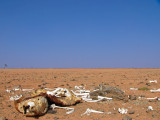 Drought in the outback