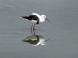 Banded Stilt