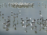 Banded Stilt