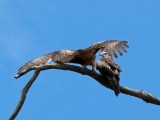 Square-tailed Kite