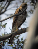 Collared Sparrowhawk