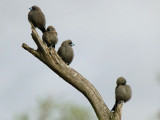 Dusky Woodswallow