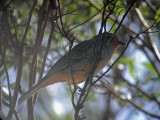 Red-lored Whistler