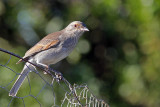 Grey Shrike-thrush