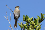 Singing Honeyeater