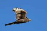 Brown Goshawk