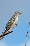 Pallid Cuckoo