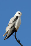 Black-shouldered Kite