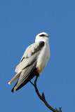 Black-shouldered Kite