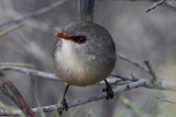 Variegated Fairy-wren (female)