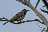 White-fronted Honeyeater