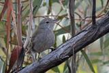 Grey Shrike-thrush