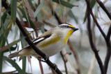 Striated Pardalote