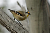 Striated Pardalote