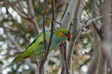 Purple-crowned Lorikeet