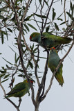 Purple-crowned Lorikeet