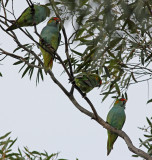 Purple-crowned Lorikeet