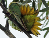 Purple-crowned Lorikeet