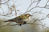 Horsfields Bronze-cuckoo