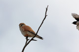 Nankeen Kestrel