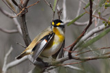 Striated Pardalote