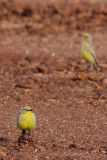 Gibberbird