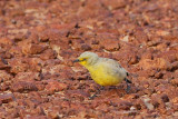 Gibberbird