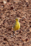 Gibberbird