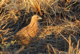 quails_fowl