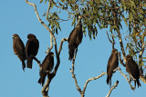 Black Kite