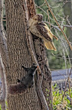 Hawk and Squirrel 