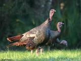 Wild Turkeys