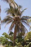 Varadero International Palm 6-7-001-51.jpg
