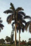 Varadero Palm 6-6-001-6.jpg