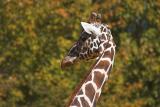 Giraffe 2