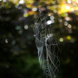 Early Morning Web 4