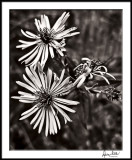 Climbing Aster