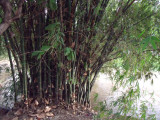The bamboo trees thrive here