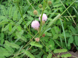 Flora: Mimosa Pudica (hoa Mắc Cở)