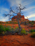 Tree at Bell Rock   HDR MG_7920_18_19