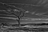 Boyton Valley Tree   #8102_4_3_B&W  See image in color - previous