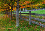 MG_9407 Maples & Fence
