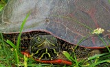 turtle - red-belly turtle - closeup