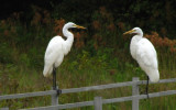 Great egret pair