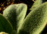 dew on common mullein leaves